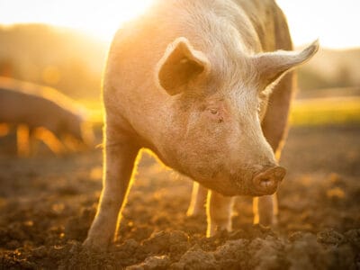 A The 6 Best Books About Pigs to Inspire and Charm You and Yours