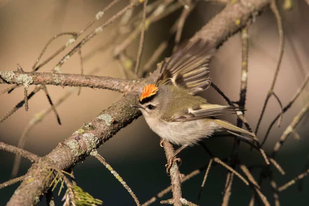A golden-crowned kinglet perched on a branch stretching one wing