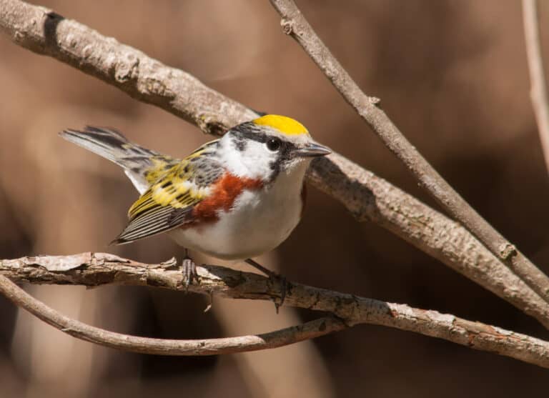 A male chestnut-sided warbler bird perched on a bare branch