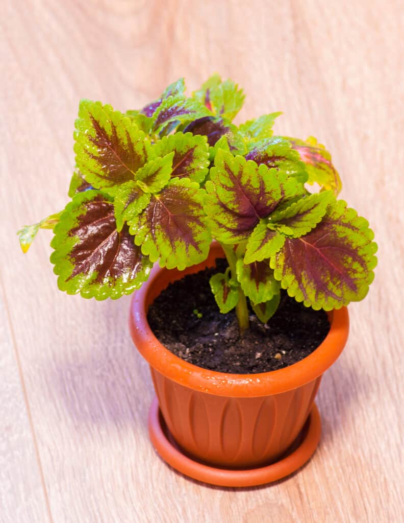 Red and green coleus plant in a brown plastic pot