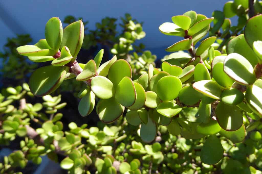 Spekboom is a succulent plant native to the Eastern Cape province in South Africa