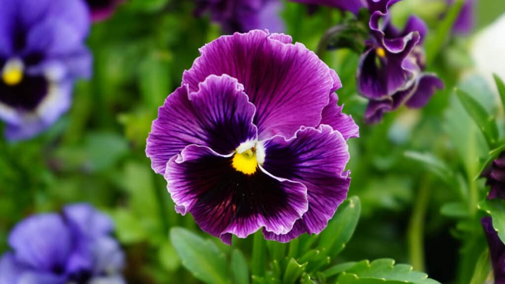 Purple Pansy Flower