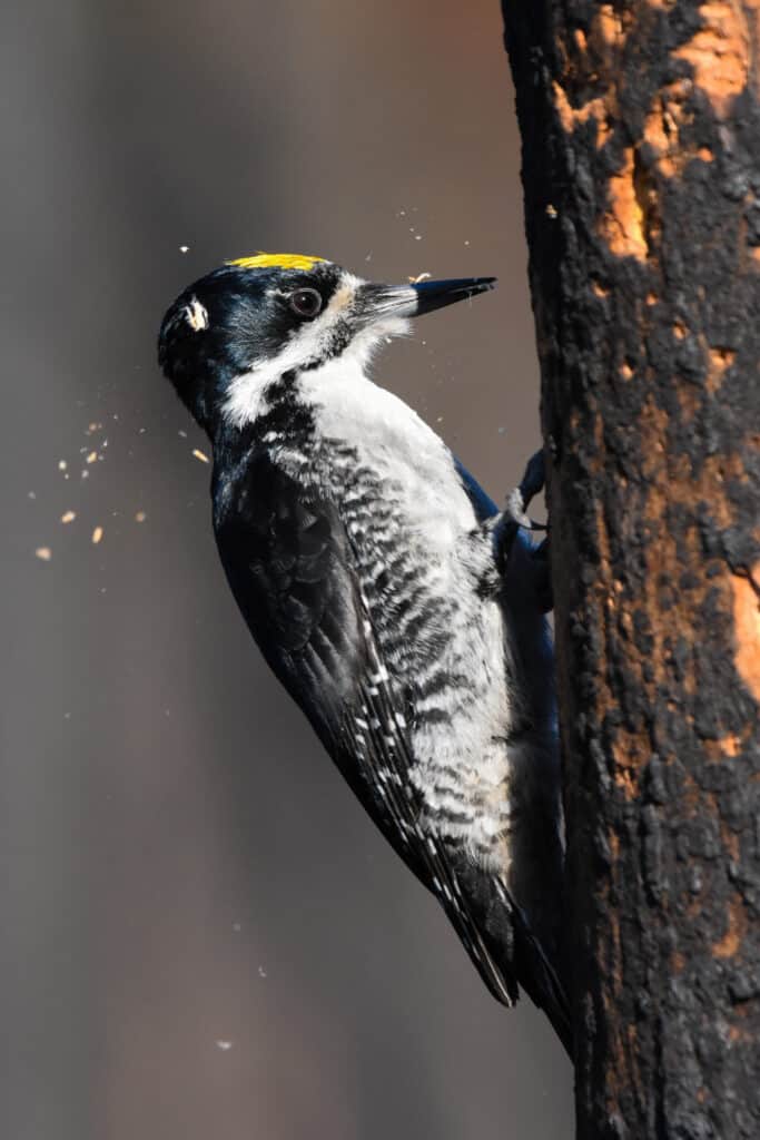 Black-backed woodpecker