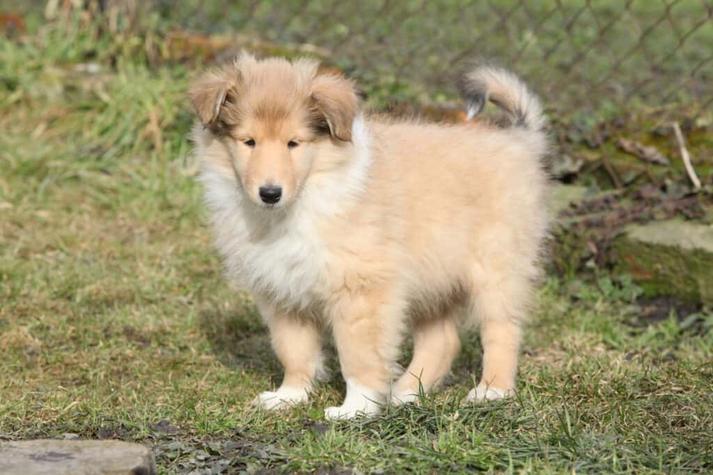 A Scotch puppy in a yard