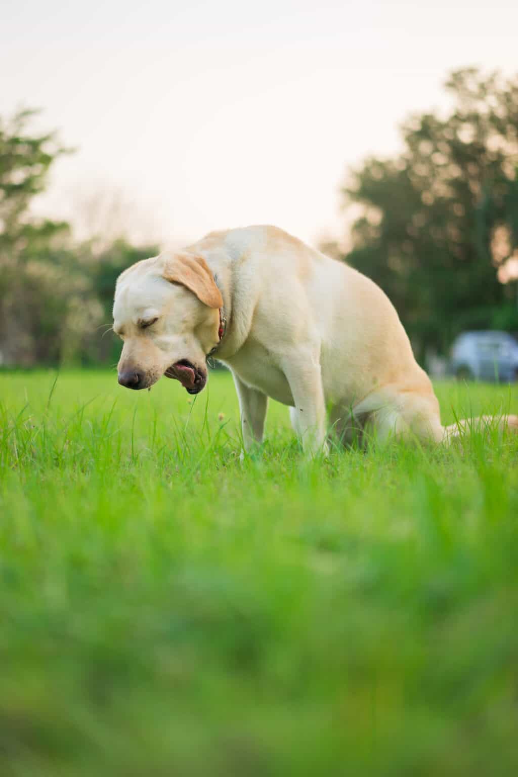 9 Types of Bacterial Infections in Dogs - A-Z Animals - Canine Bacterial Infections
