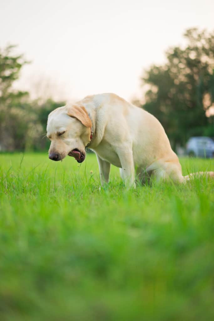 does a dog have tonsils