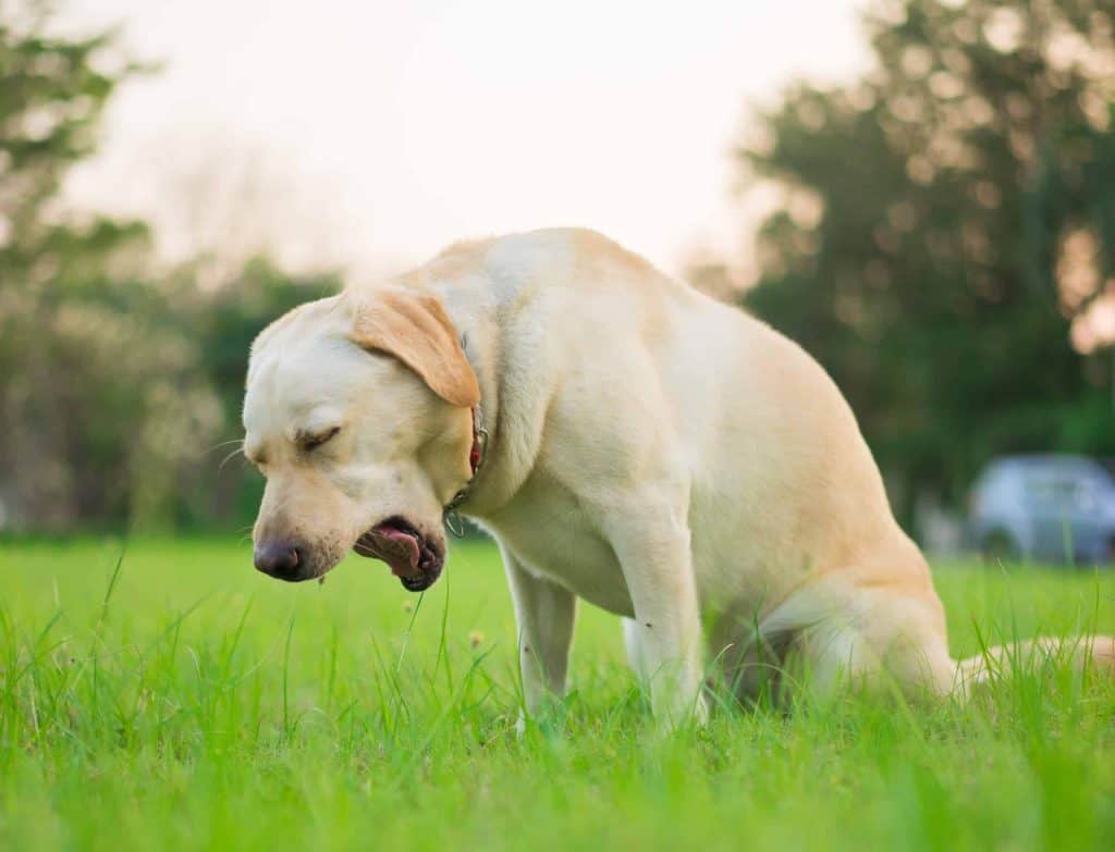 kennel cough