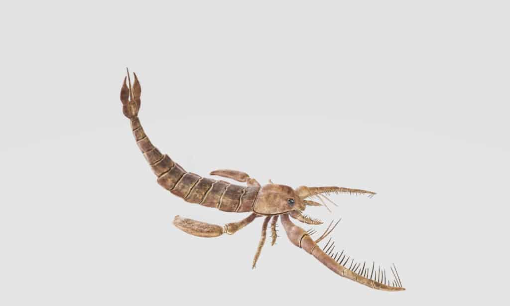 Jaekelopterus