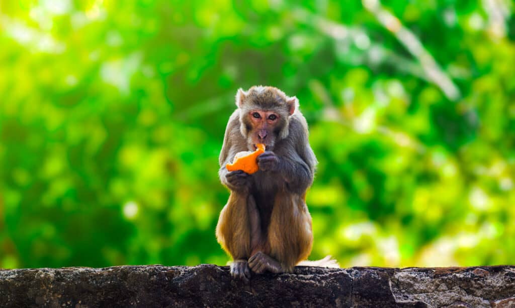 Monkey eating