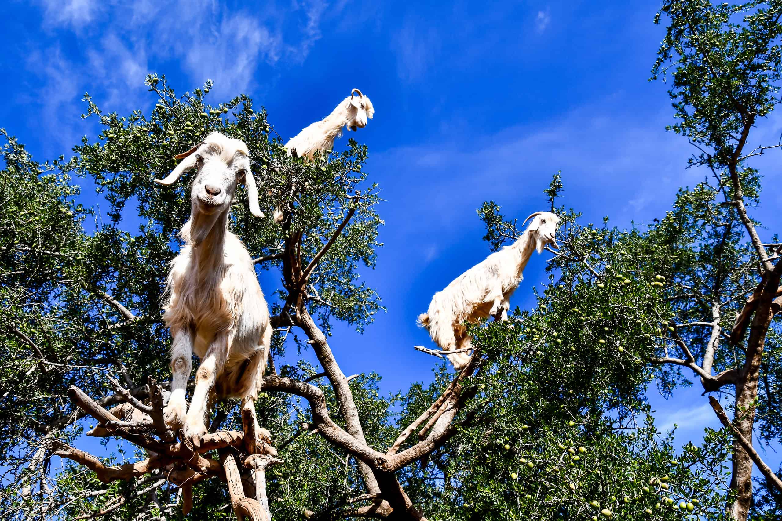Goats in tree