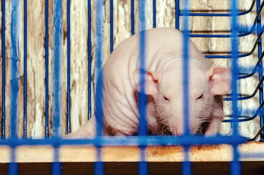 Hairless mouse in a cage