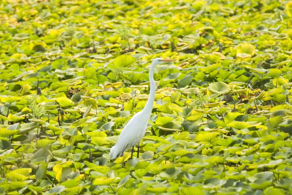 A white egret in a marsh
