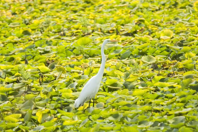 A white egret in a marsh