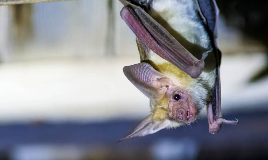 Pallid Bat