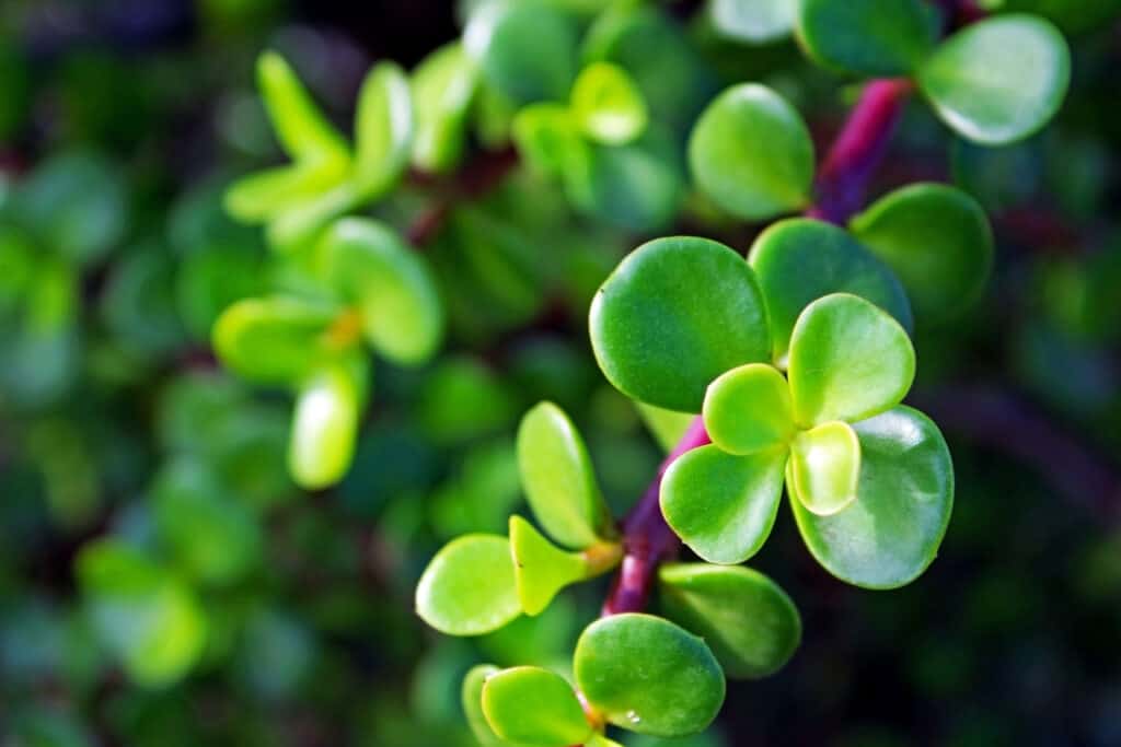 Elephant Bush vs Jade Plant: What Are The Differences? - Wiki Point