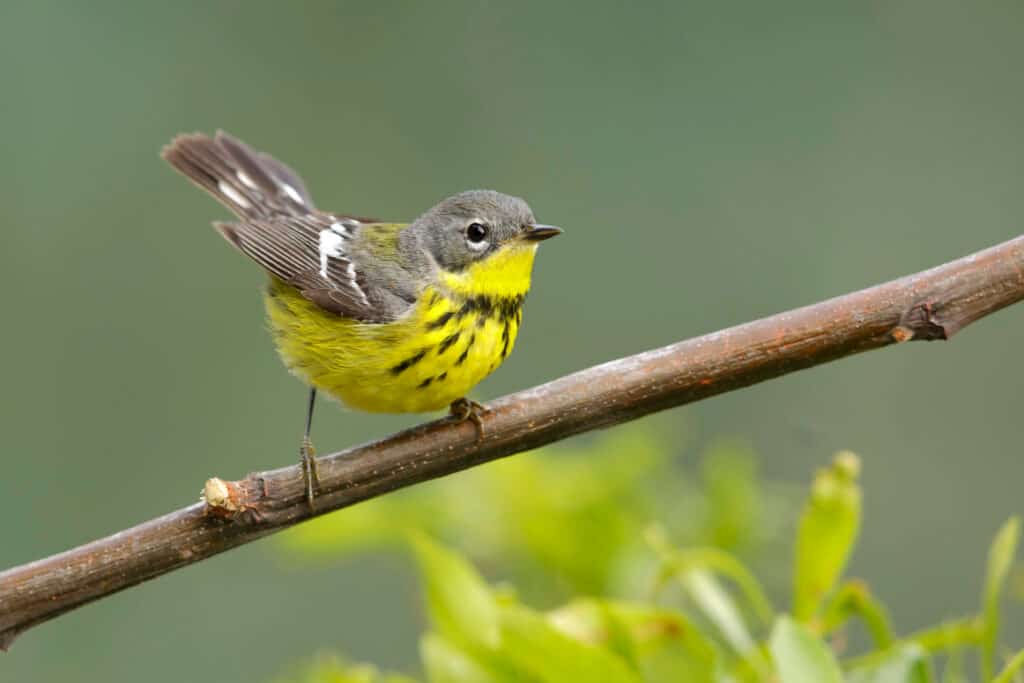 Female magnolia warber perched on a branch