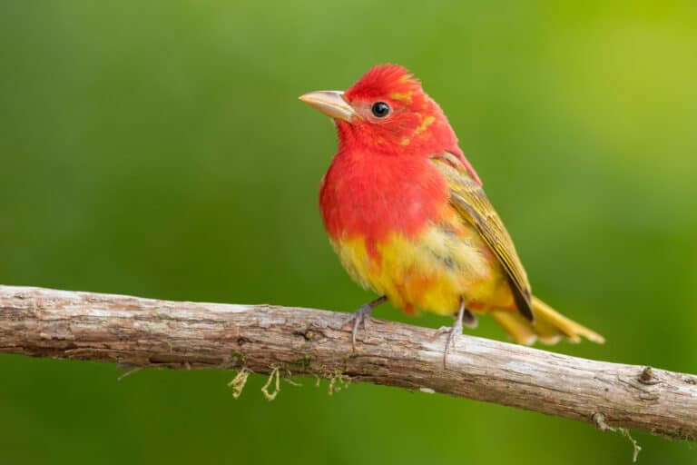 Second year male summer tanager perched on a branch
