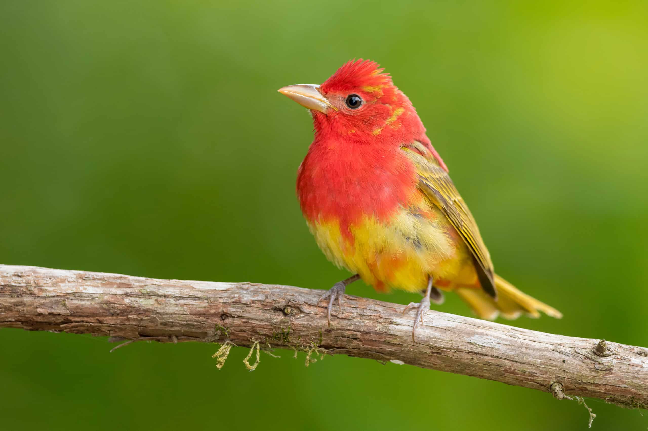 Summer Tanager Pictures - AZ Animals