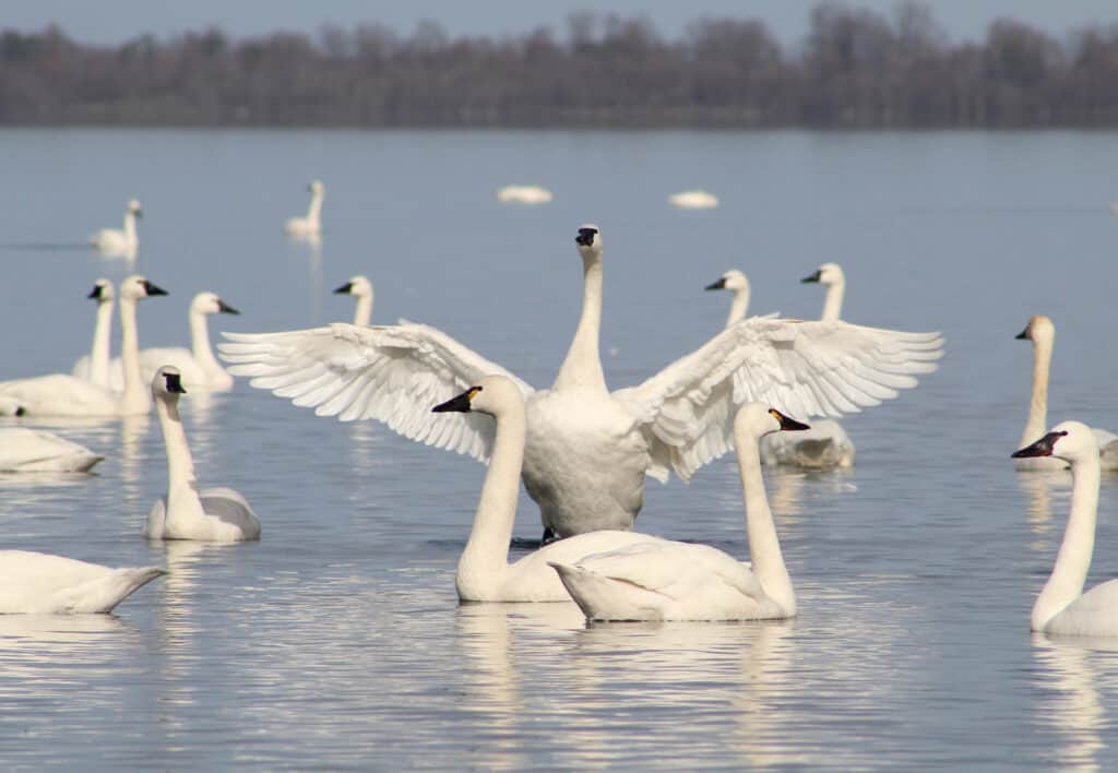 A flock of tundra swans on a body of water