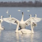 Tundra Swan