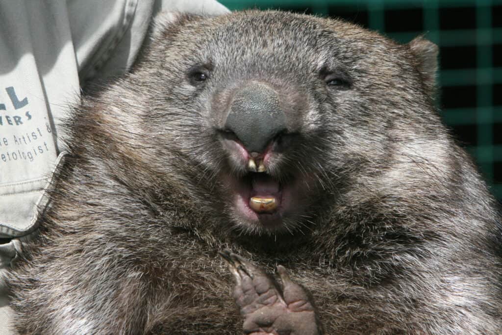 Wombat teeth
