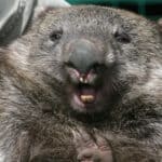 The common wombat is found in many parts of Australia.
