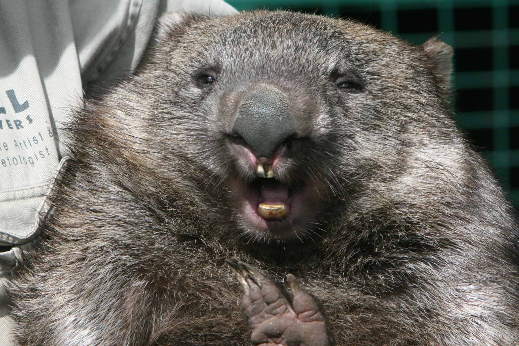 Wombat Teeth: Everything You Need To Know - AZ Animals