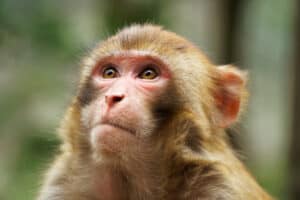 Yes, There Are Herpes-Infected Wild Monkeys in Florida Picture