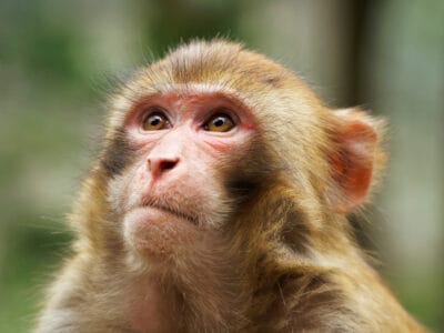 Are Monkeys Smart? Everything We Know About the Monkey Brain and IQ Picture