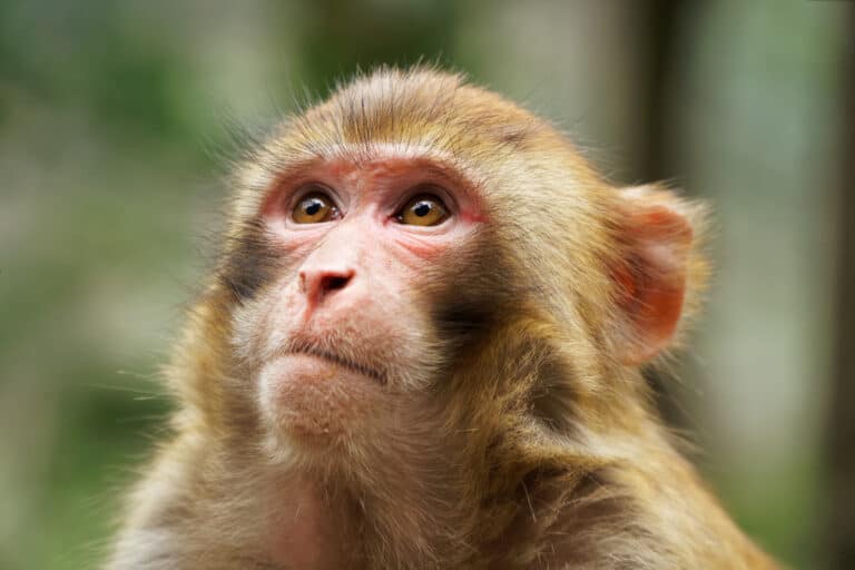 Closeup portrait of a Rhesus Macaque against a blurred green background