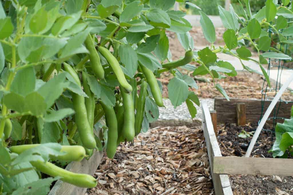 vegetables to plant in july