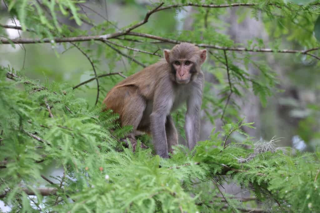 A wild rhesus monkey in Florida