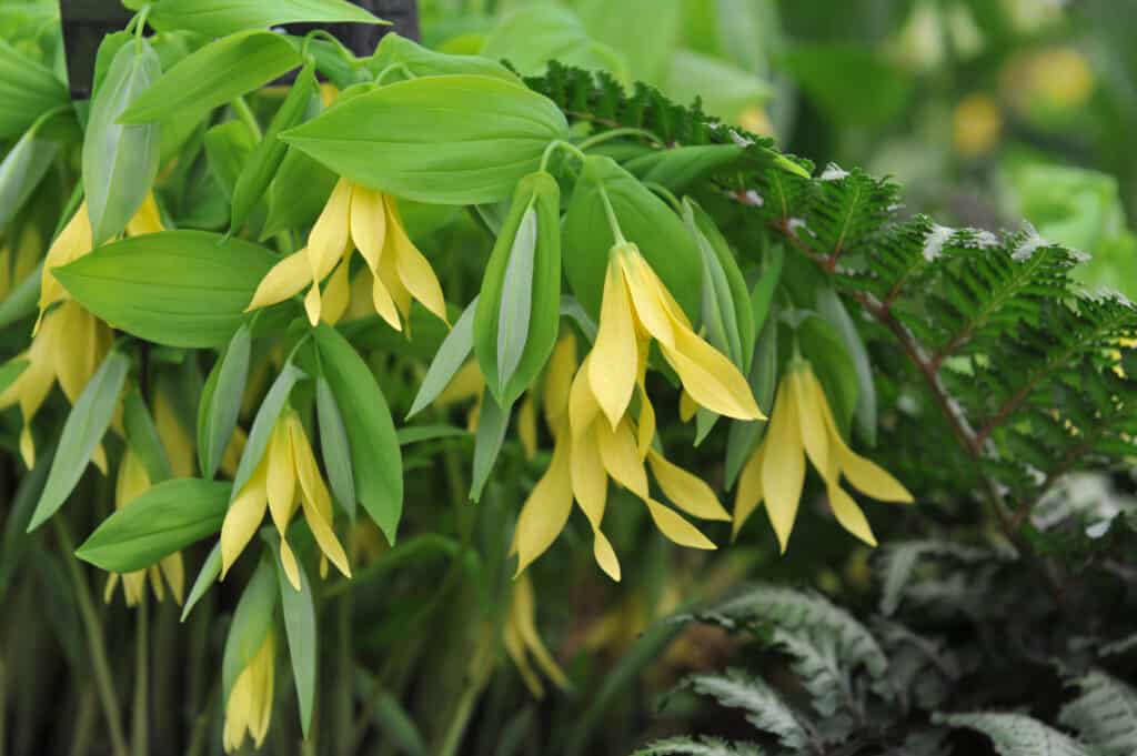 Merry bells or bellwort