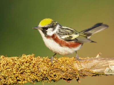 Chestnut-Sided Warbler Picture