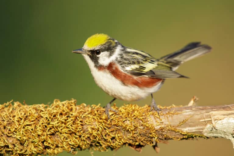 A male chestnut-sided warbler sitting on a mossy branch in profile