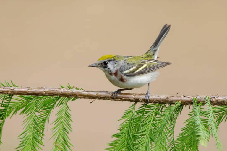 A female chestnut-sided warbler perched on a conifer branch