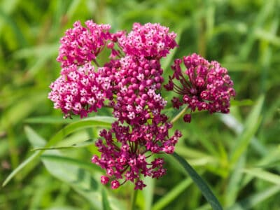 A Is Milkweed A Perennial Or Annual?