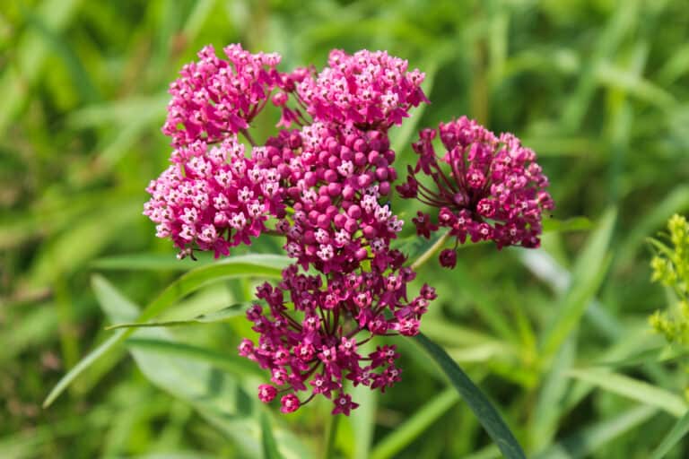 milkweed