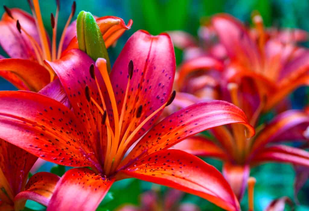 Asiatic Lily