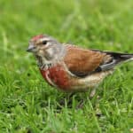 Common Linnet