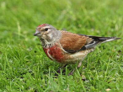 Linnet Picture