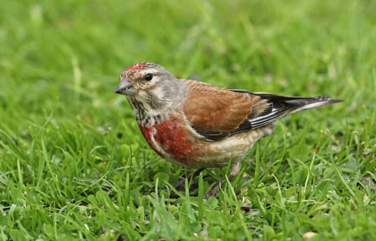 Male common linnet standing on green grass