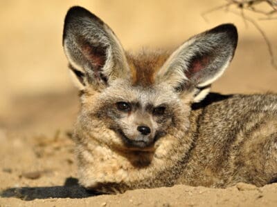 A Bat-Eared Fox