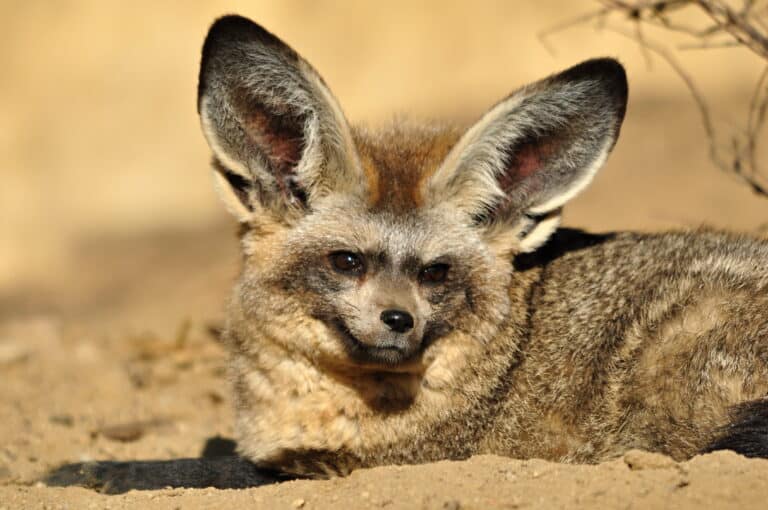 Close up of a bat-eared fox's face and oversized ears with blurred desert background