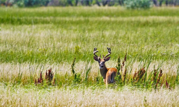 Deer Antler Velvet What Is It And What Are The Benefits A Z Animals   Shutterstock 1791728312 600x360 