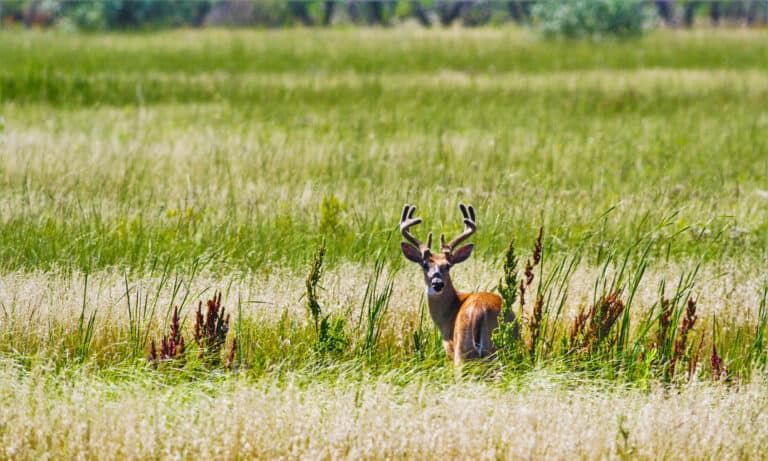 Deer Antler Velvet What Is It And What Are The Benefits A Z Animals   Shutterstock 1791728312 768x461 