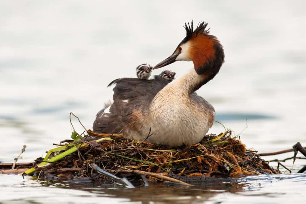 Great crested grebe on floating nest feeding babies that are on its back