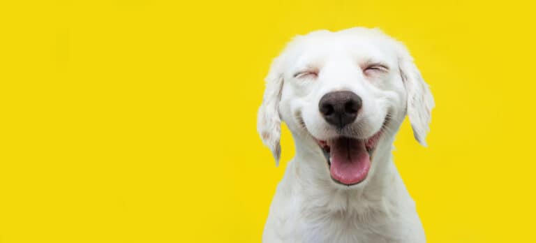 dog
