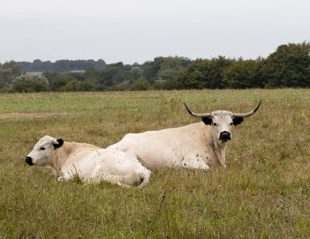 White park cattle are often unkown because of how rare they are