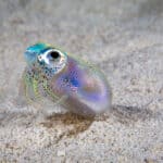 Hawaiian bobtail squid are too small to be dangerous.